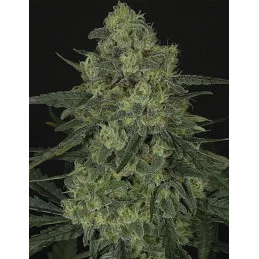 Criminal+ - Ripper Seeds - Feminizovaná semena - palice