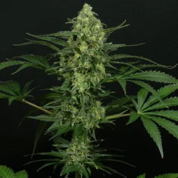 Criminal+ - Ripper Seeds - Feminizovaná semena - rostlina