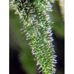 Criminal+ - Ripper Seeds - Feminizovaná semena - detail terpenů