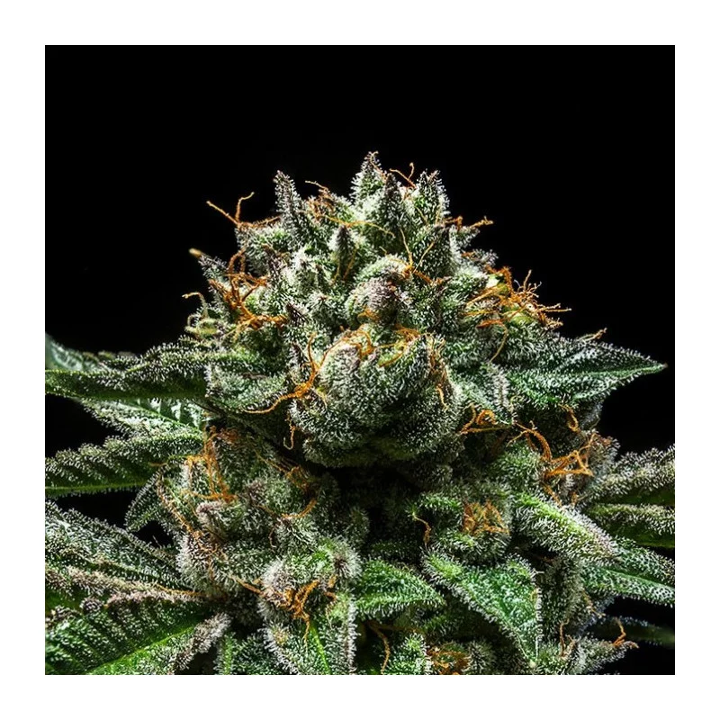 ChemPie - Ripper Seeds - Feminizovaná semena - květ