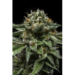 ChemPie - Ripper Seeds - Feminizovaná semena - rostlina