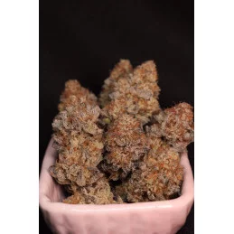 ChemPie - Ripper Seeds - Feminizovaná semena - sklizeň