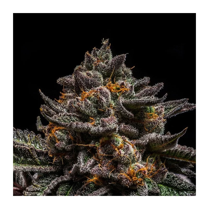 Brain Cake - Ripper Seeds - Feminizovaná semena - květ