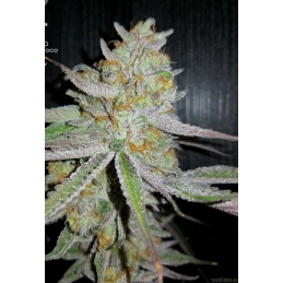 Brain Cake - Ripper Seeds - Feminizovaná semena - palice
