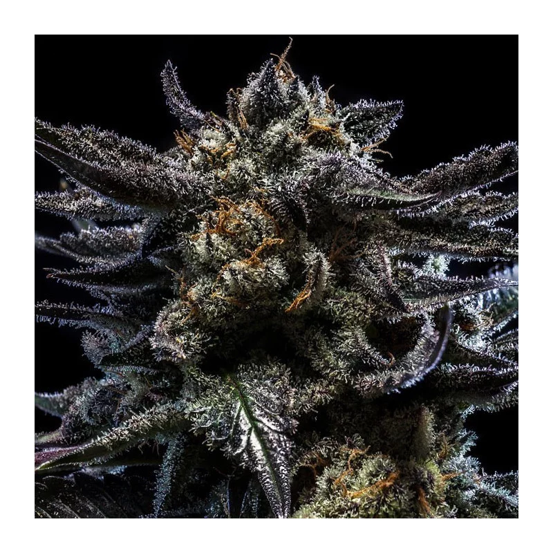 Zombie Kush Auto - Ripper Seeds - květ
