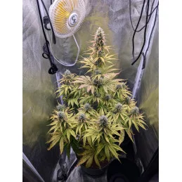 Zombie Kush Auto - Ripper Seeds - Autoflowering semena - WWW.SEEDS-BANK.CZ