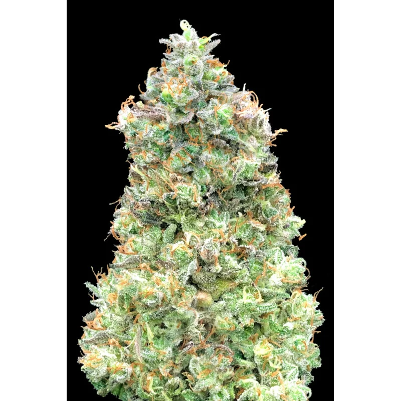 Critical Mass FAST - Advanced Seeds - WWW.SEEDS-BANK.CZ