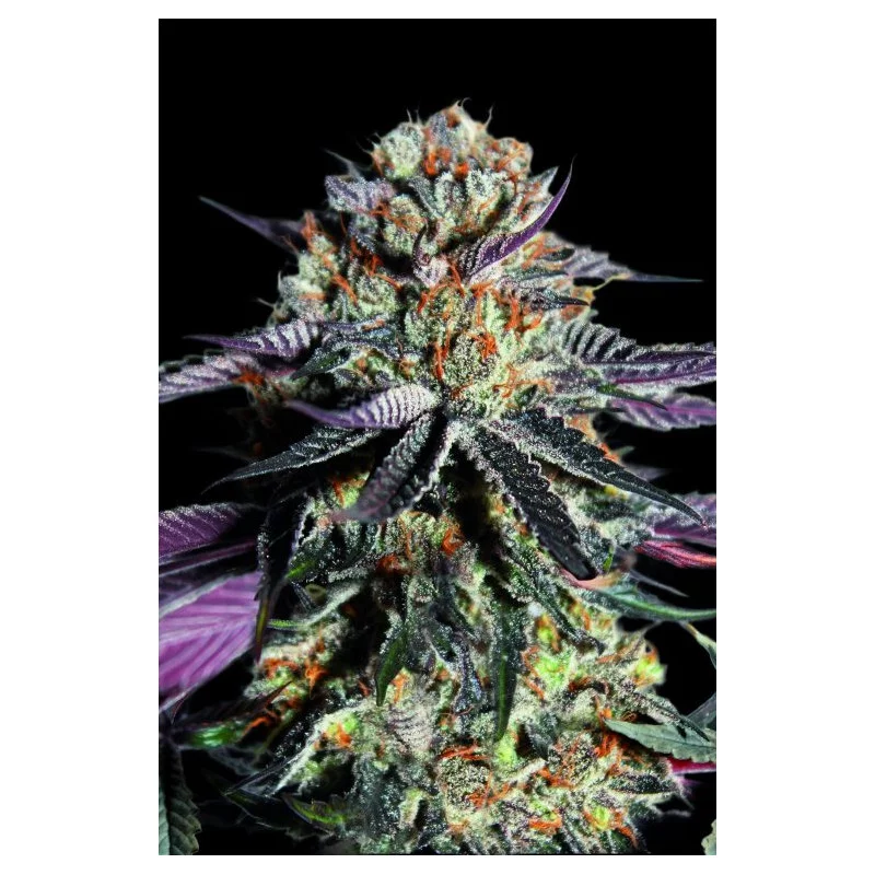 Zerealz Milk - Advanced Seeds - Feminizovaná semena konopí - WWW.SEEDS-BANK.CZ