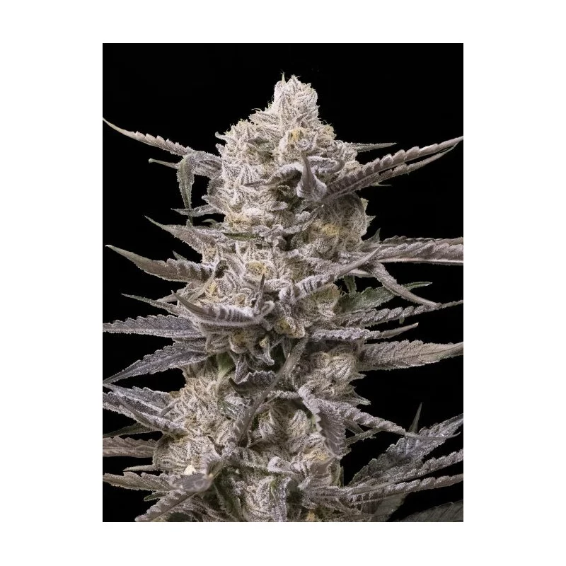 Watermelon OG - Advanced Seeds - Feminizovaná semena konopí - WWW.SEEDS-BANK.CZ