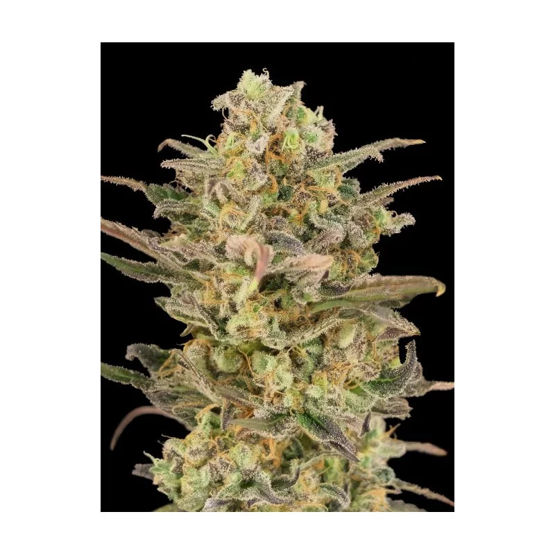 Somango Glue - Advanced Seeds - Feminizovaná semena konopí - WWW.SEEDS-BANK.CZ