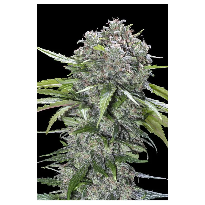 San Bacio Burger - Advanced Seeds - Feminizovaná semena konopí - WWW.SEEDS-BANK.CZ