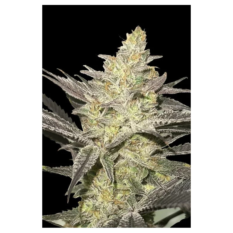 Rainbow Sherbet #11 - Advanced Seeds - Feminizovaná semena konopí - WWW.SEEDS-BANK.CZ
