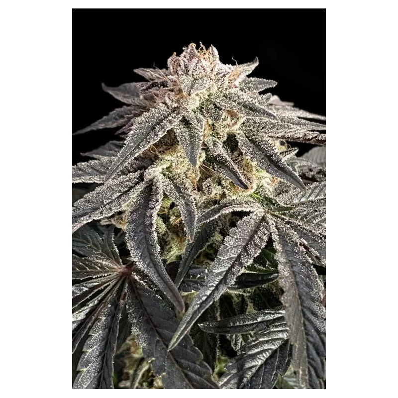 Permanent Marker - Advanced Seeds - Feminizovaná semena konopí - WWW.SEEDS-BANK.CZ