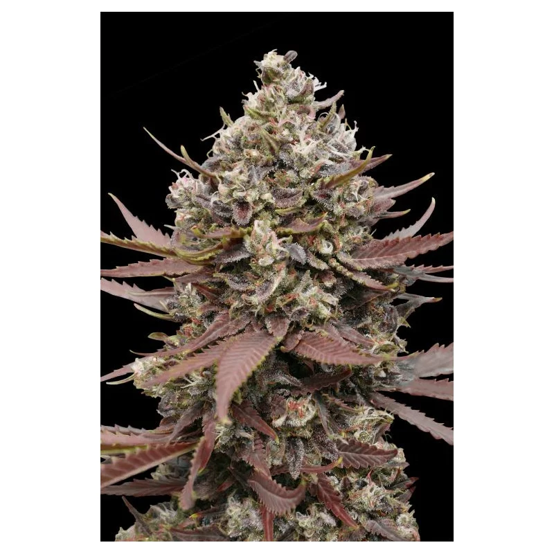 Mimosa Punch - Advanced Seeds - HYBRID Feminizovaná semena konopí - WWW.SEEDS-BANK.CZ