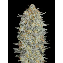Gelato #33 - Advanced Seeds - Feminizovaná semena konopí INDICA - WWW.SEEDS-BANK.CZ