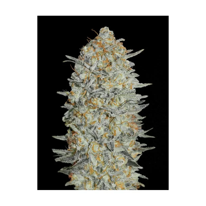 Gelato #33 - Advanced Seeds - Feminizovaná semena konopí INDICA - WWW.SEEDS-BANK.CZ