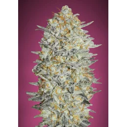 Gelato #33 - Advanced Seeds - Feminizovaná semena konopí INDICA - WWW.SEEDS-BANK.CZ