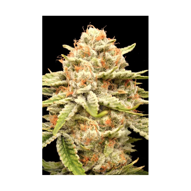 Garlicane - Advanced Seeds - Feminizovaná semena konopí INDICA - WWW.SEEDS-BANK.CZ