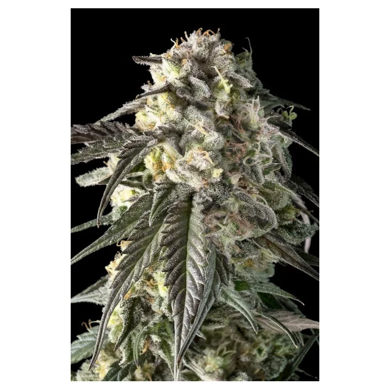 Fire DOG - Advanced Seeds - Feminizovaná semena konopí INDICA - WWW.SEEDS-BANK.CZ