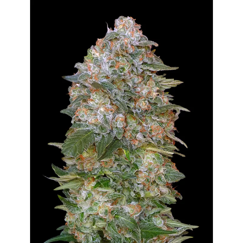 Critical Soma - Advanced Seeds - Feminizovaná semena konopí INDICA - WWW.SEEDS-BANK.CZ