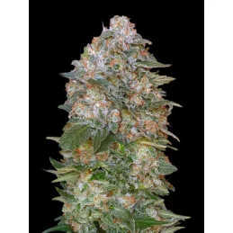 Critical Soma - Advanced Seeds - Feminizovaná semena konopí INDICA - WWW.SEEDS-BANK.CZ