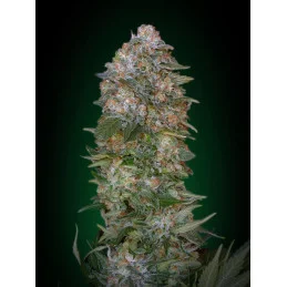 Critical Soma - Advanced Seeds - Feminizovaná semena konopí INDICA - WWW.SEEDS-BANK.CZ