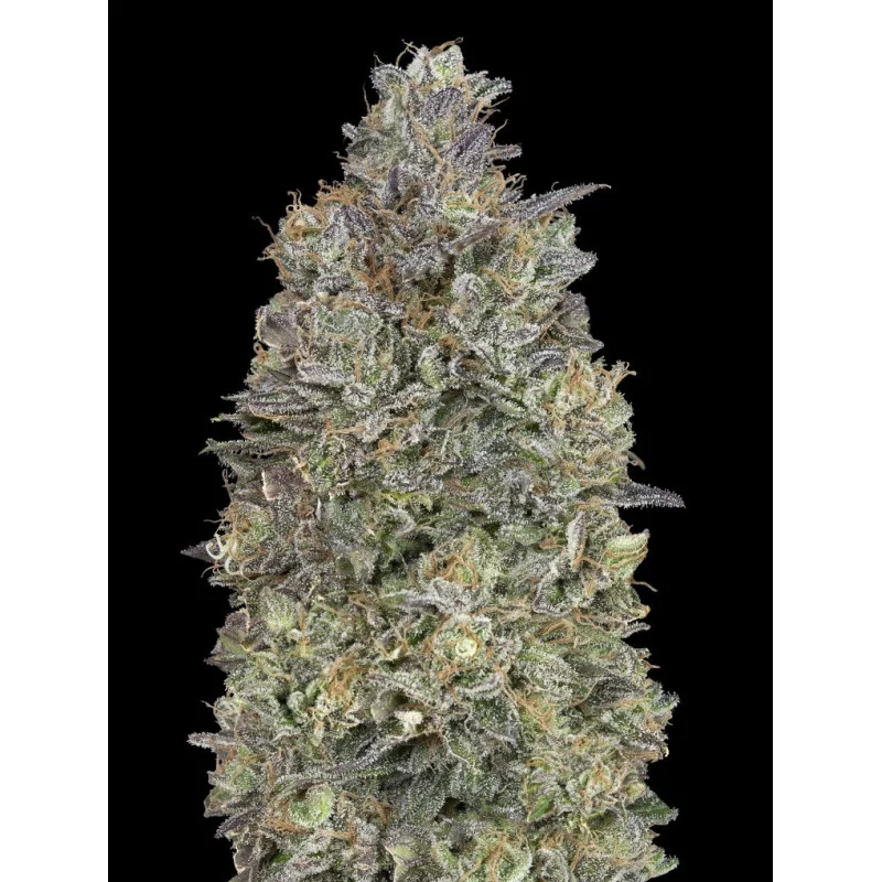 Critical Purple Kush - Advanced Seeds - Feminizovaná semena INDICA - WWW.SEEDS-BANK.CZ