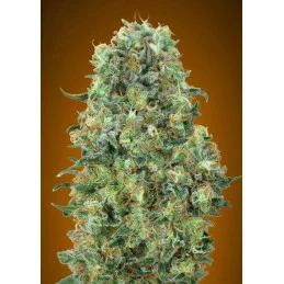 Critical Mass - Advanced Seeds - Feminizovaná semena INDICA - WWW.SEEDS-BANK.CZ