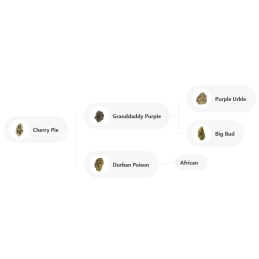 Cherry Pie - Advanced Seeds - Feminizovaná semena INDICA - WWW.SEEDS-BANK.CZ