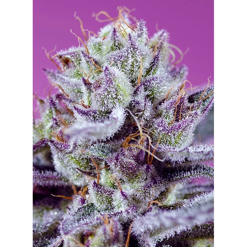 Diablo’s Delight XL Auto® - Sweet Seeds - INDICA autoflowering - WWW.SEEDS-BANK.CZ JIHLAVA