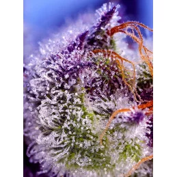 Diablo’s Delight XL Auto® - Sweet Seeds - INDICA autoflowering - WWW.SEEDS-BANK.CZ JIHLAVA