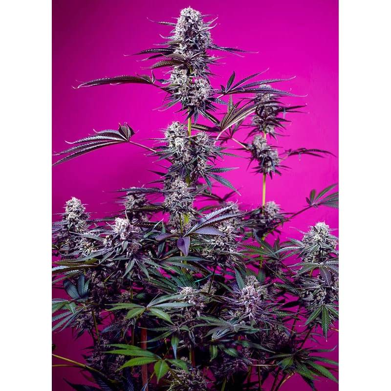 Studio 54 Stardust Auto® - Sweet Seeds - INDICA autoflowering - WWW.SEEDS-BANK.CZ JIHLAVA