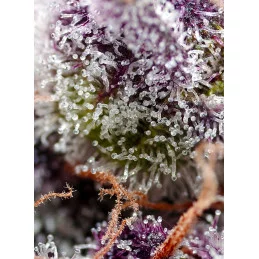 Studio 54 Stardust Auto® - Sweet Seeds - INDICA - terpeny