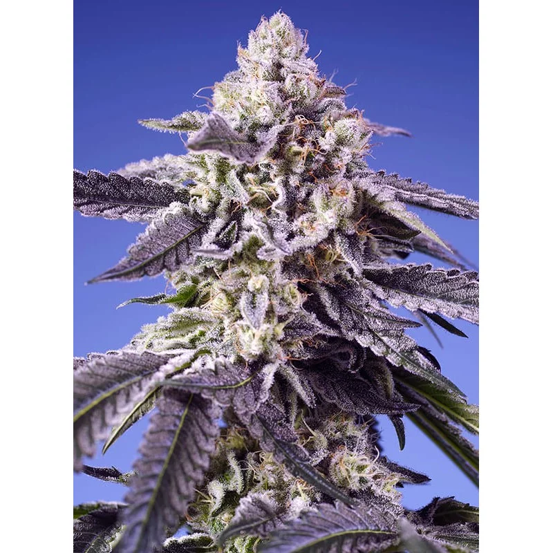 Permanent Jealousy XL Auto® - Sweet Seeds - INDICA autoflowering - WWW.SEEDS-BANK.CZ JIHLAVA