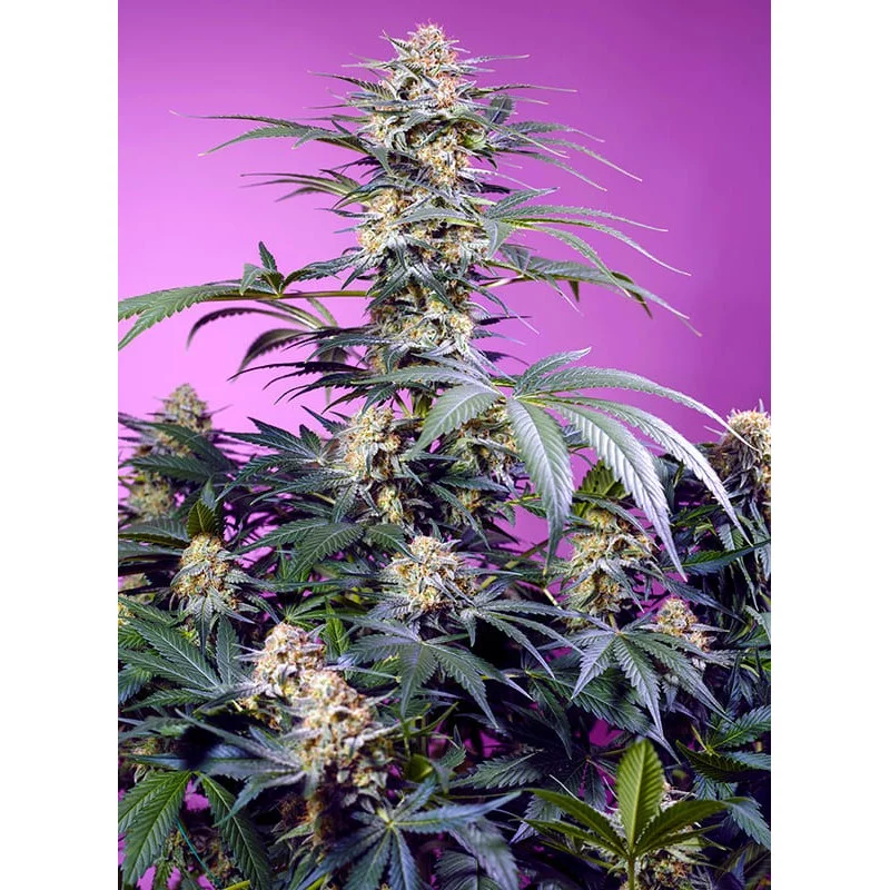 Monster Maker® - Sweet Seeds - INDICA feminizovaná semena - WWW.SEEDS-BANK.CZ JIHLAVA