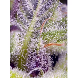 Monster Maker® - Sweet Seeds - INDICA feminizovaná semena - WWW.SEEDS-BANK.CZ JIHLAVA