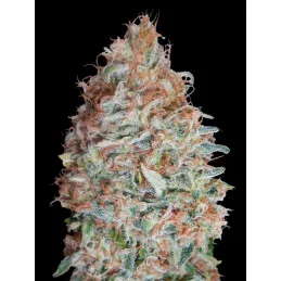 Banana Cookies - Advanced Seeds - INDICA femizovaná semena - WWW.SEEDS-BANK.CZ JIHLAVA