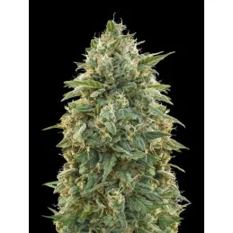 Amnesia - Advanced Seeds - femizovaná semena - WWW.SEEDS-BANK.CZ JIHLAVA