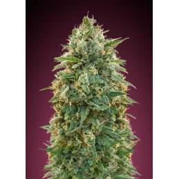 Amnesia - Advanced Seeds - femizovaná semena - WWW.SEEDS-BANK.CZ JIHLAVA Bud