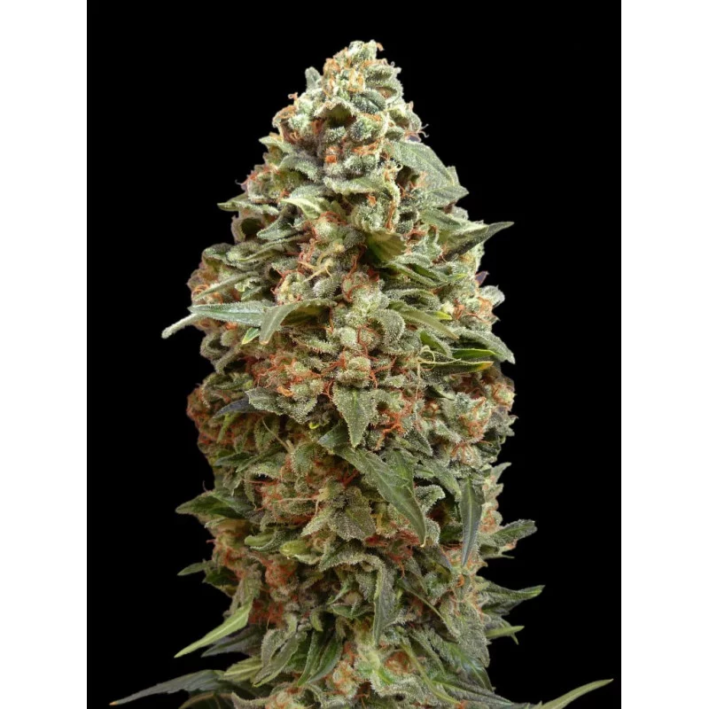 Afghan Skunk - Advanced Seeds - HYBRID femizovaná semena - WWW.SEEDS-BANK.CZ JIHLAVA