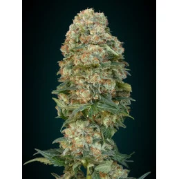 Afghan Skunk - Advanced Seeds - HYBRID femizovaná semena - WWW.SEEDS-BANK.CZ JIHLAVA