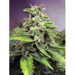 Afghan Skunk - Advanced Seeds - HYBRID femizovaná semena - WWW.SEEDS-BANK.CZ JIHLAVA