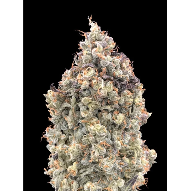 Auto Watermelon OG - Advanced Seeds - samonakvétací semena HYBRID - WWW.SEEDS-BANK.CZ