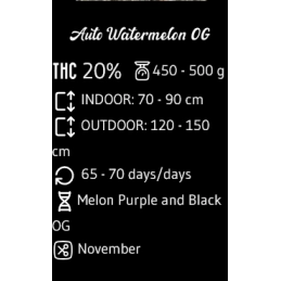 Auto Watermelon OG - Advanced Seeds - samonakvétací semena HYBRID - WWW.SEEDS-BANK.CZ