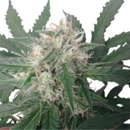 Royal Bluematic - Royal Queen Seeds - autoflowering