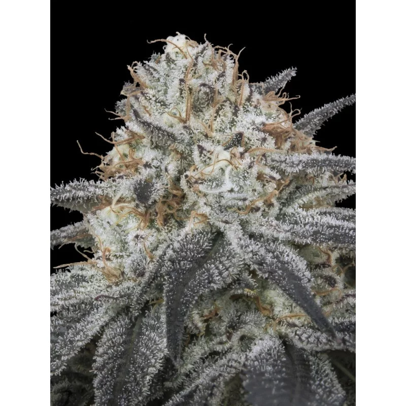 Auto Slurricane - Advanced Seeds - INDICA samonakvétací semena - WWW.SEEDS-BANK.CZ JIHLAVA bud