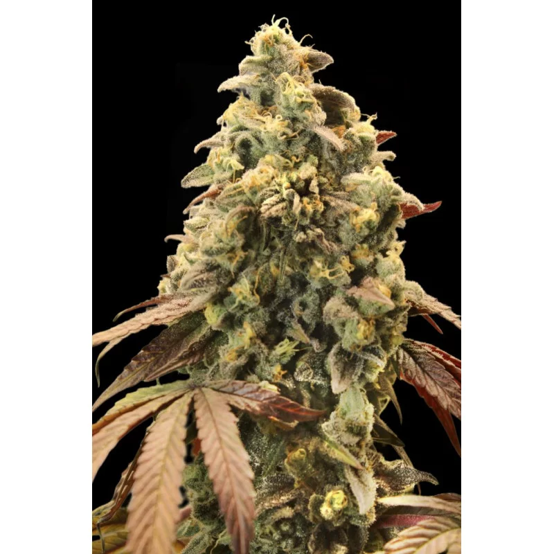Auto Rainbow Sherbet#11 - Advanced Seeds - INDICA samonakvétací semena - WWW.SEEDS-BANK.CZ JIHLAVA