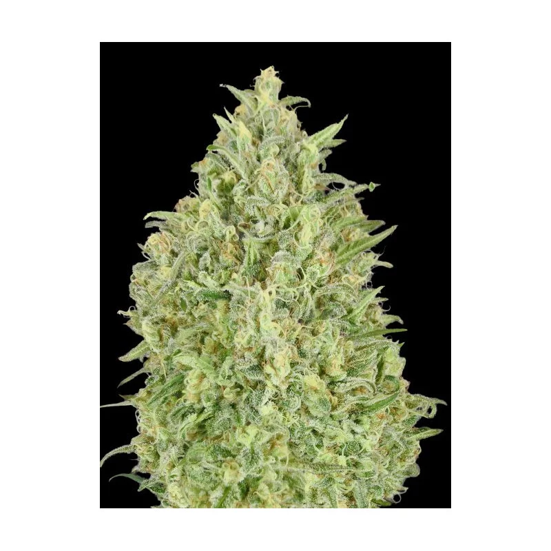 Auto Pineapple Glue - Advanced Seeds - Samokvetoucí semena konopí HYBRID - WWW.SEEDS-BANK.CZ