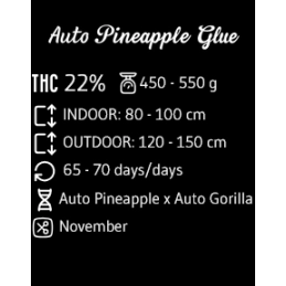 Auto Pineapple Glue - Advanced Seeds - Samokvetoucí semena konopí HYBRID - WWW.SEEDS-BANK.CZ Data