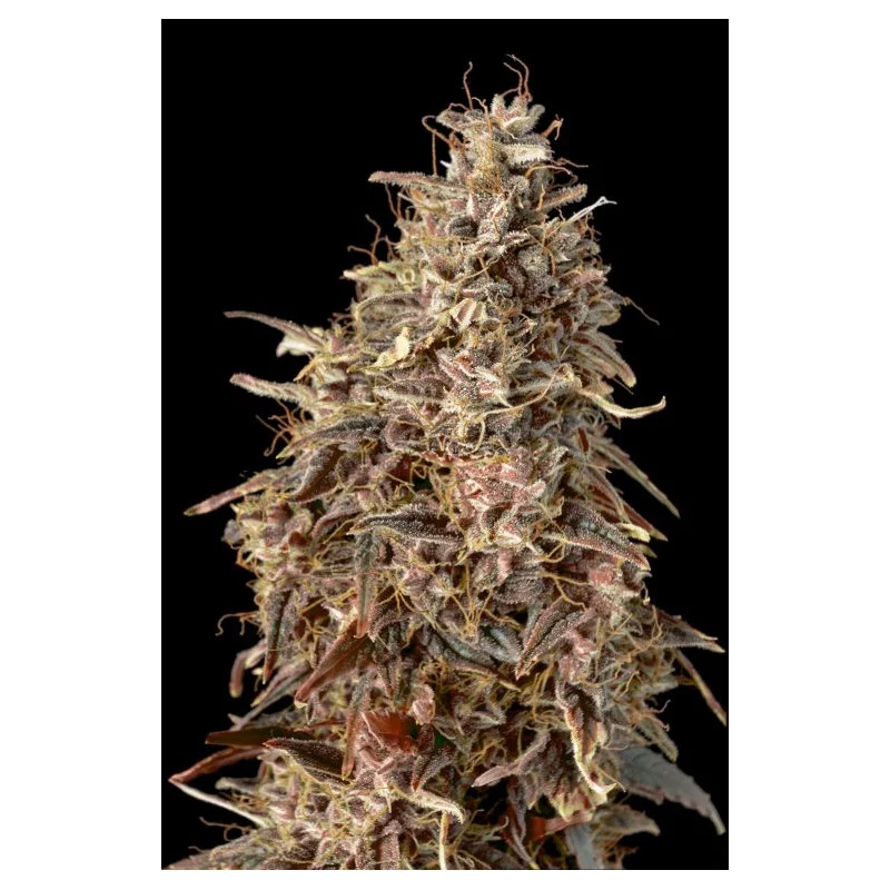 Auto Mimosa Punch - Advanced Seeds - Samokvetoucí semena konopí HYBRID - WWW.SEEDS-BANK.CZ
